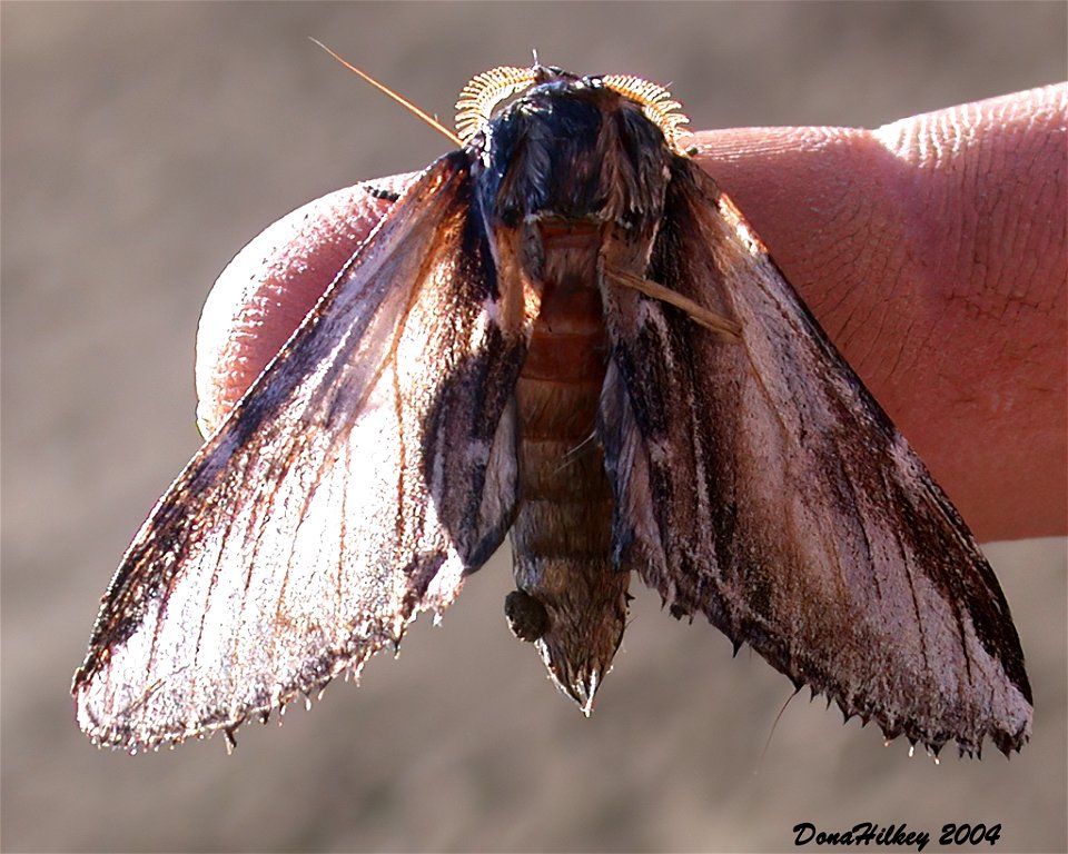 Black-rimmed Prominent 11July2004