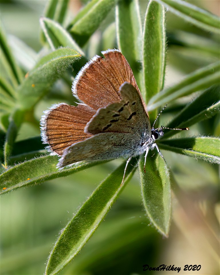 Boisduval's Blue Icaricia icarioides