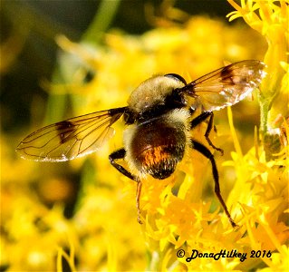 Spot-winged Pond Fly Sericomyia flagrans photo