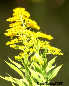 Goldenrod photo