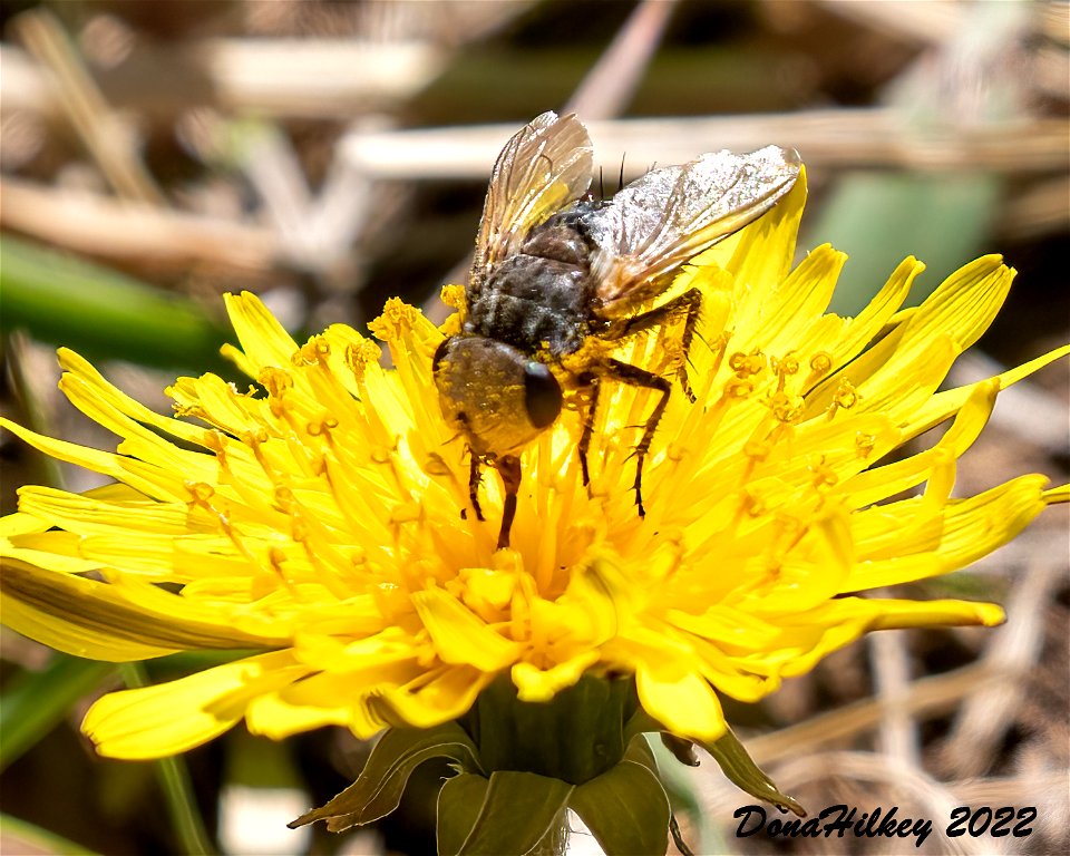 Genus Gonia a member of Bristle Flies