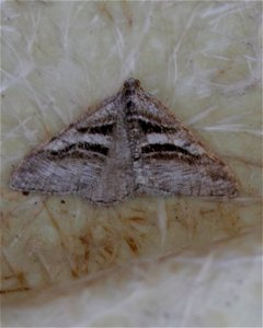 Broad-lined Angle 7june2012  Kates
