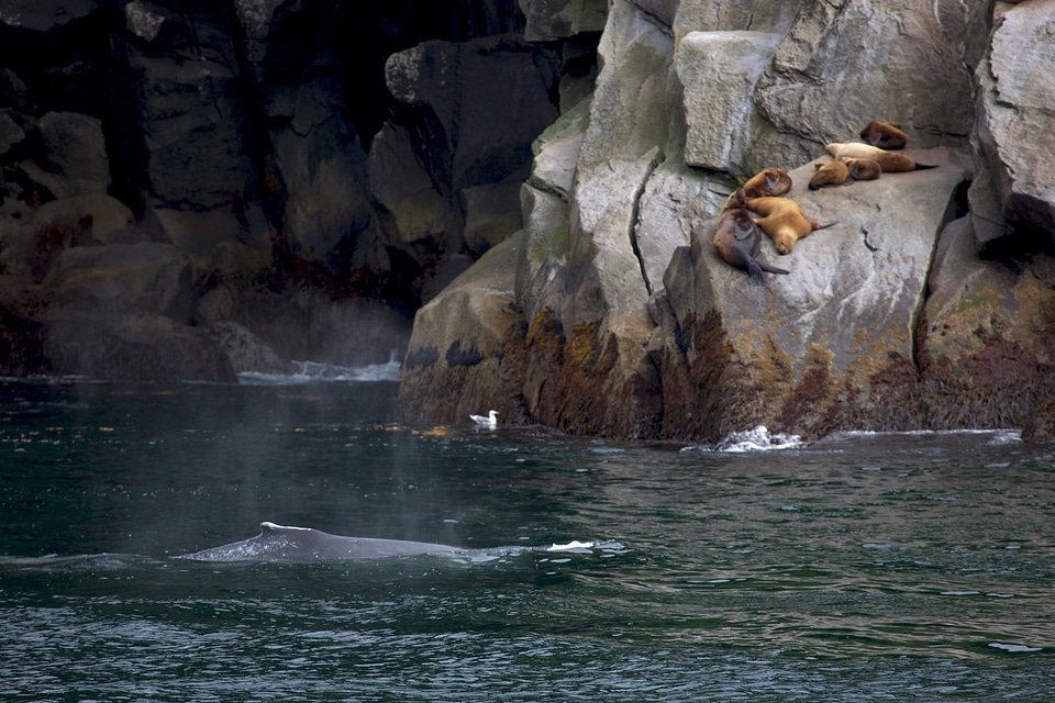elephant seals in Kenai fjords National Park