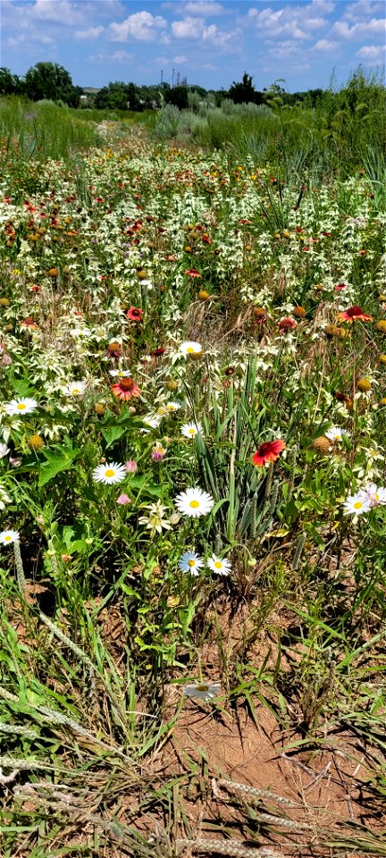 Wildflowers in Bloom on the Black Kettle NGs