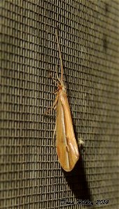 Caddisfly Snow Sedge