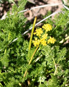 Gray's Biscuitroot photo