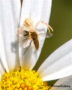 Flower Crab Spider with Bee Fly prey photo