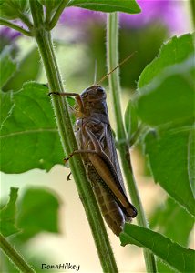 Short-horned Grasshopper photo