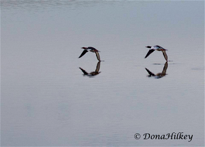 Common Mergansers