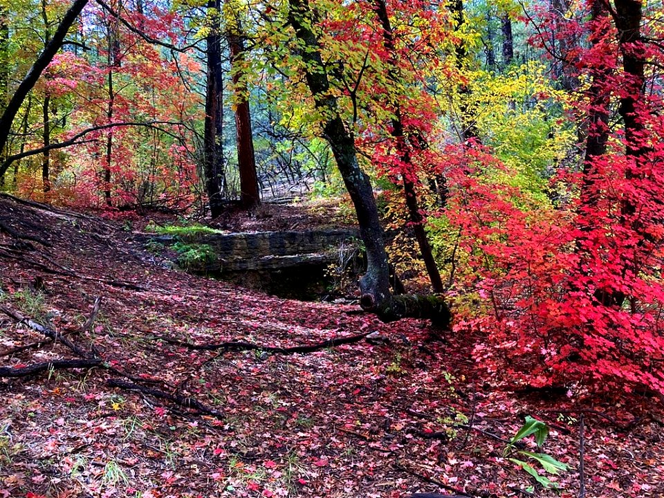 Fall Colors on Mountainair RD