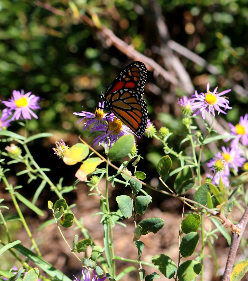 Wildflowers on the Sandia Ranger District