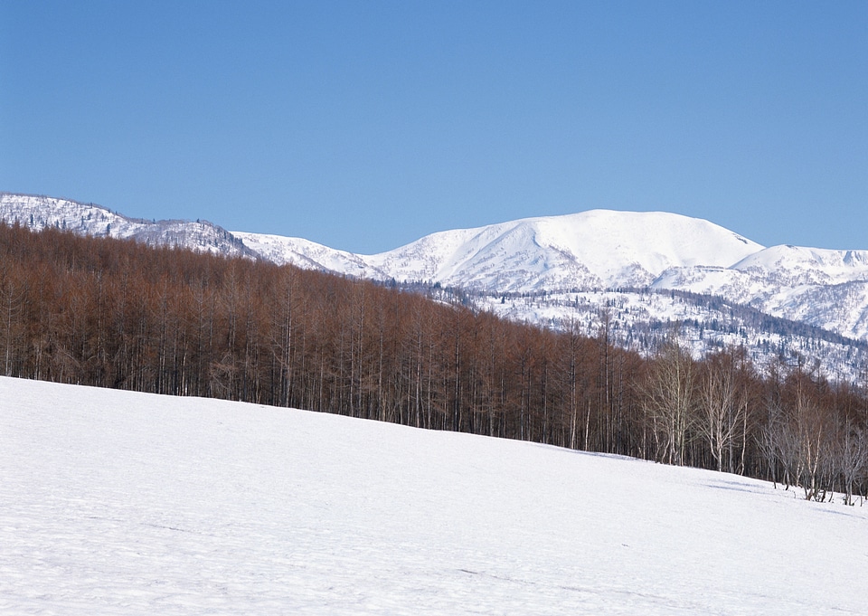 Winter trees in mountains