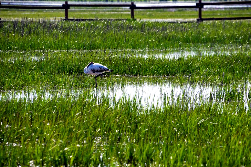 08-04-2021 Aiguamolls de l' Empordà