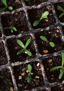 Young seedling over boxes with other sprouts photo