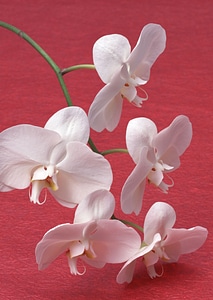 White orchid flowers photo