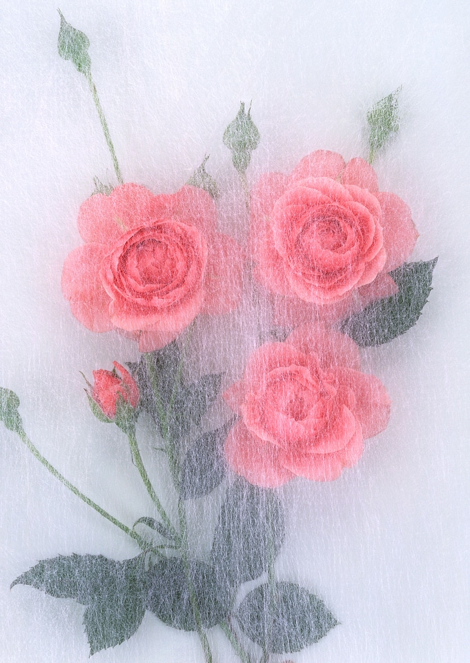 Abstract rose in transparent throw paper