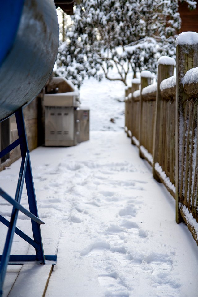 Winter Snow photo