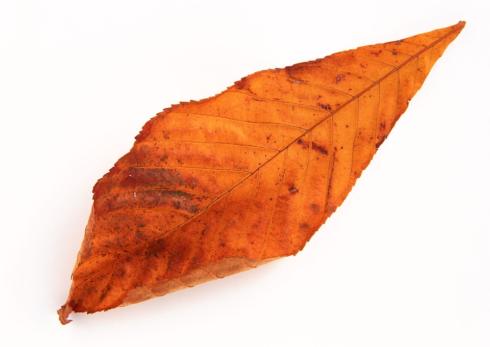 orange autumn leaf