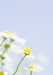 Field of daisy flowers against blue sky photo