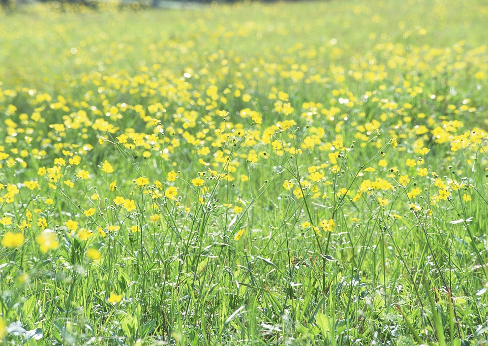Yellow flower field