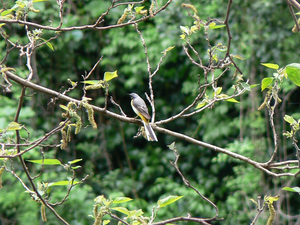 Beautiful bird on the branch