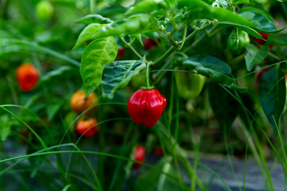 Hot Peppers photo