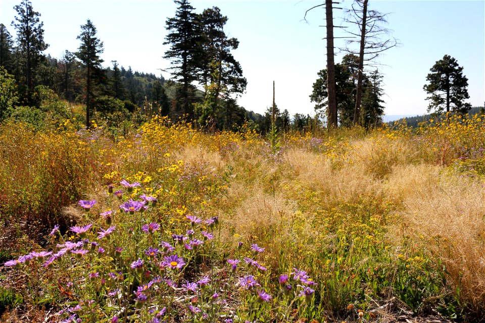 Wildflowers on the Sandia Ranger District