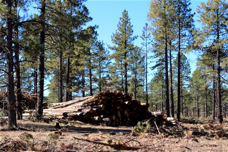 Mt Taylor RD Timber Harvest