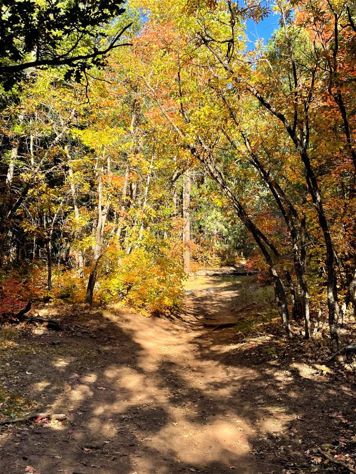 Fall Colors on Mountainair Ranger District