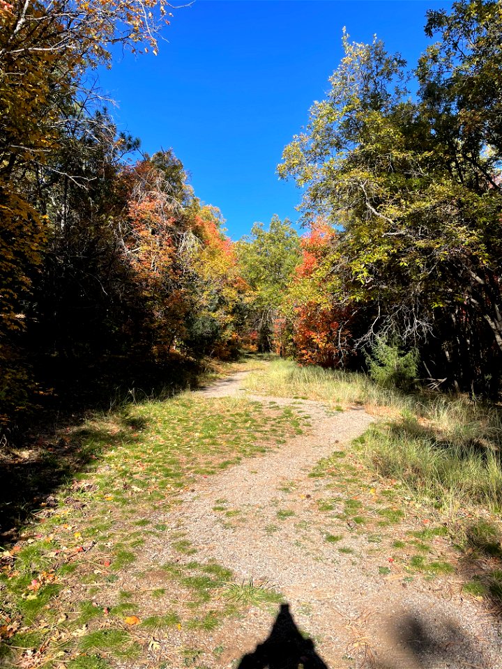 Fall Colors on Mountainair Ranger District