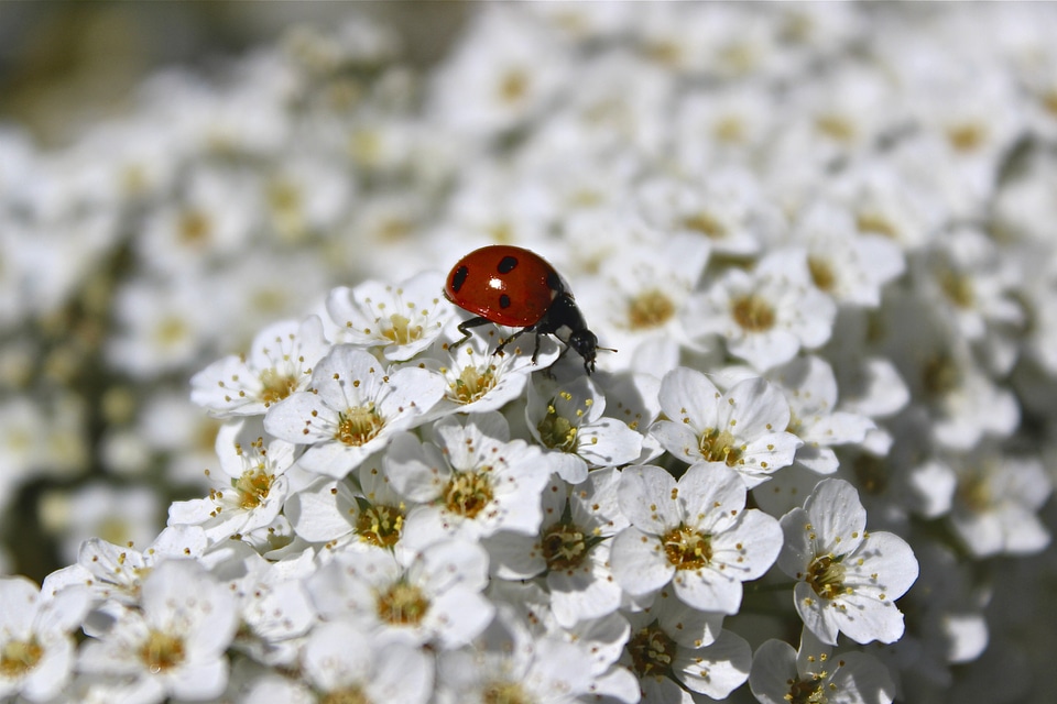 White ladybug insect