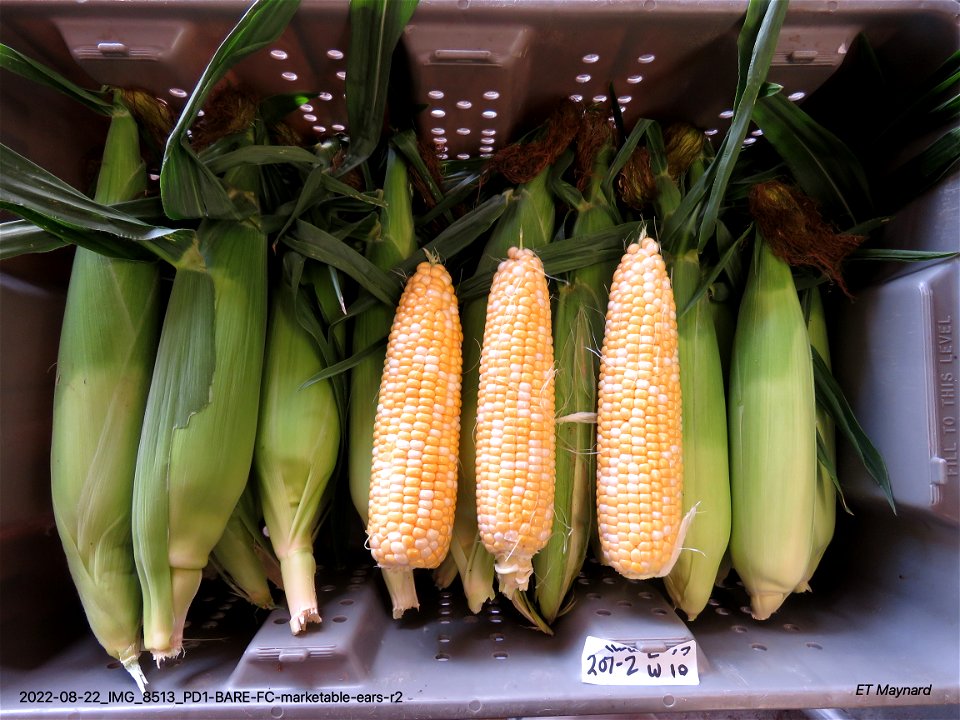 PD1-BARE-FC-marketable-ears-r2