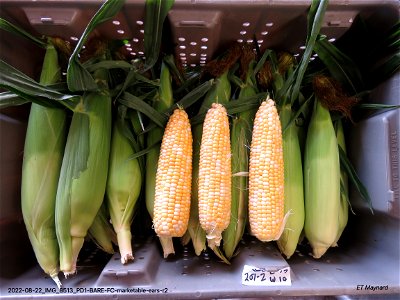 PD1-BARE-FC-marketable-ears-r2