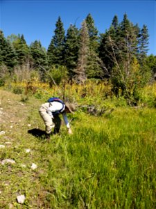Boreal Toad Surveys at Lakes, Canjilon RD, Carson NF