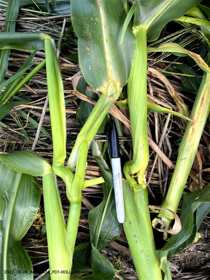 PD1-ROLL-corn-injury