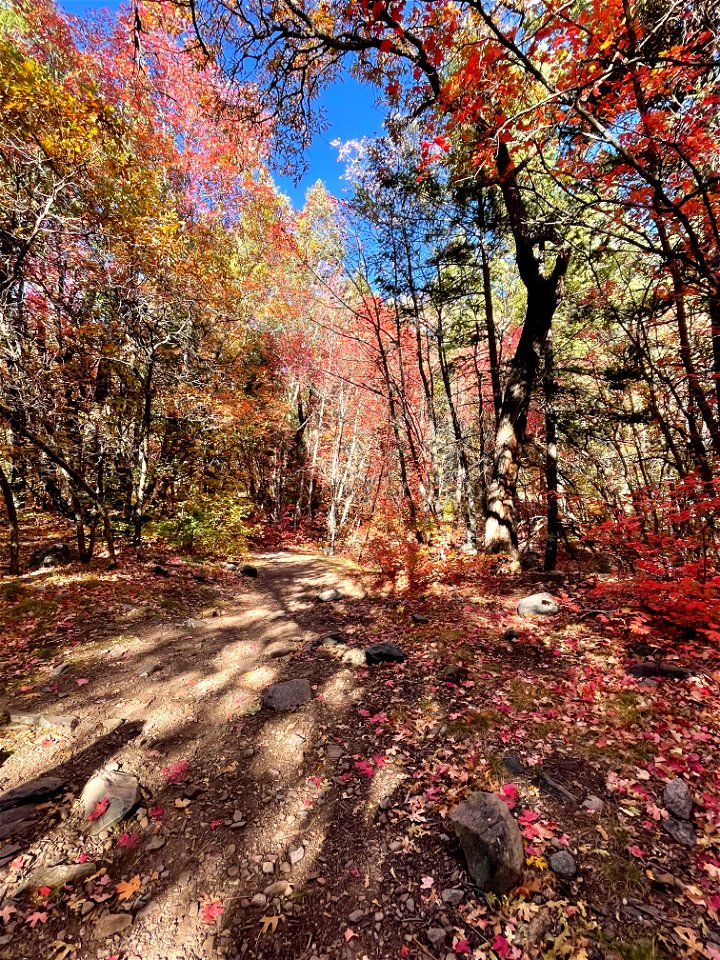 Fall Colors on Mountainair Ranger District