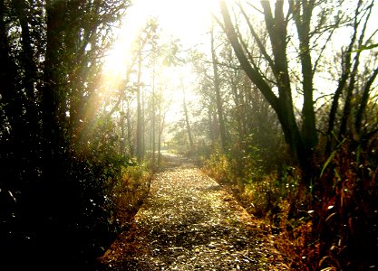 Path - Bidston Moss