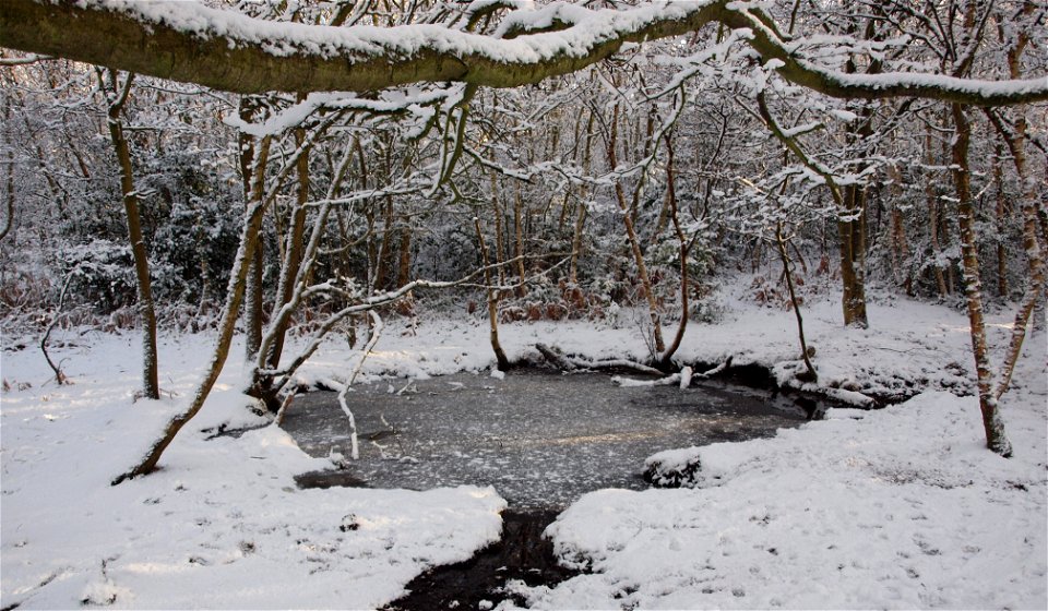 Pond photo