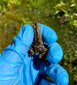 Boreal Toad Surveys at Lakes, Canjilon RD, Carson NF