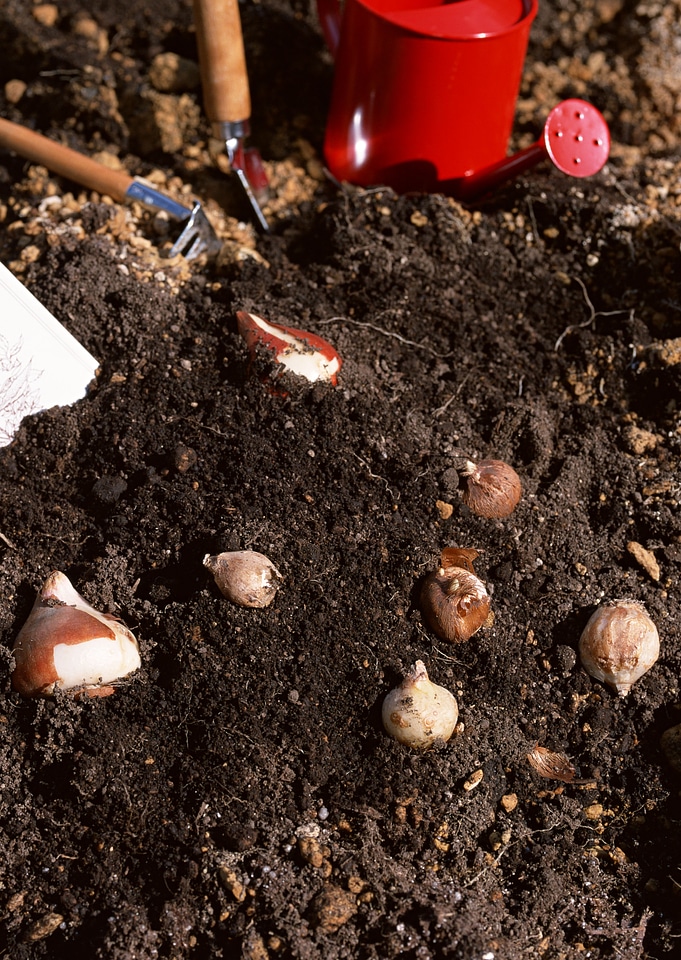 oung onions seedling