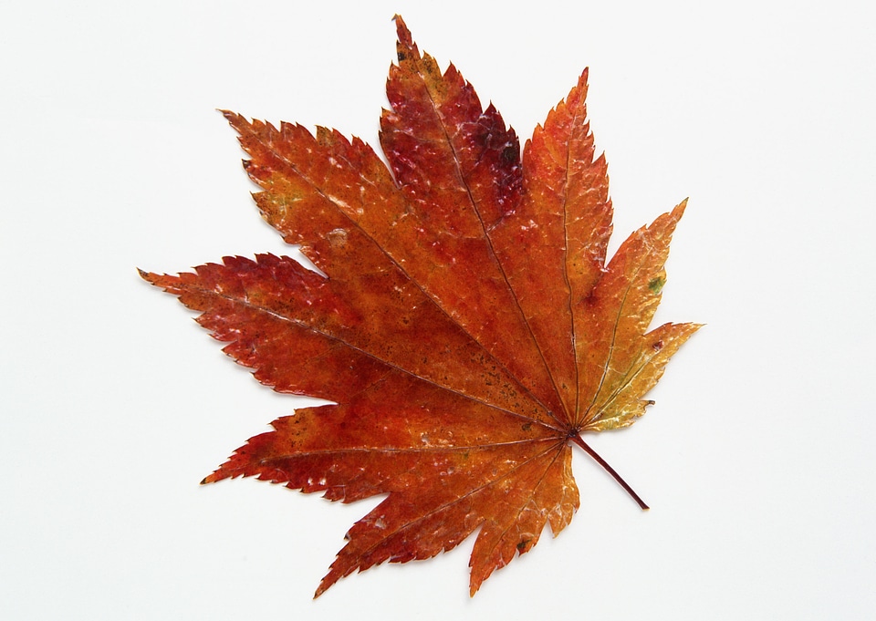 Autumn leaves brown