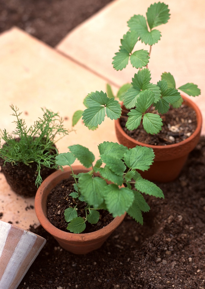Planting of vegetable seeds