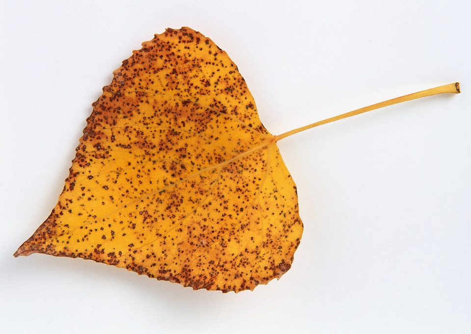 A great autumn leaf close-up