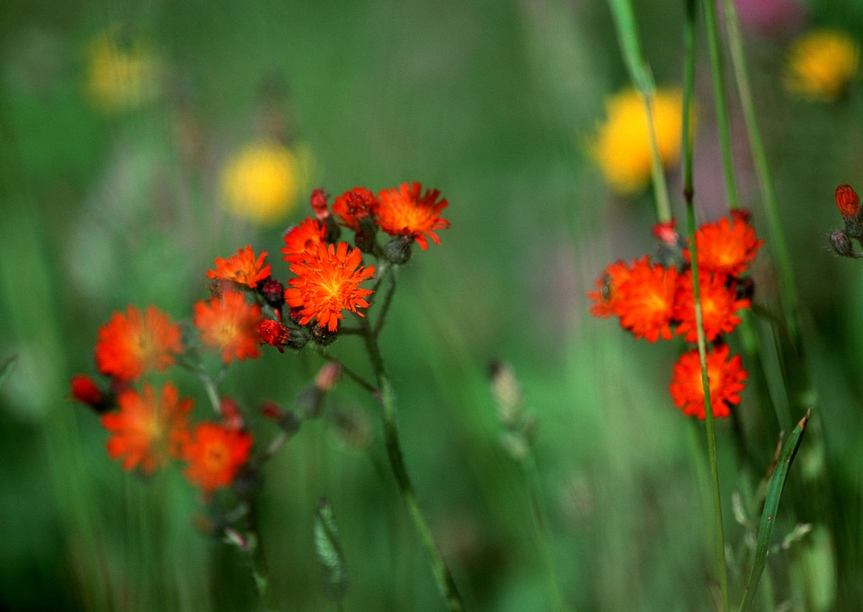 red daisy flower