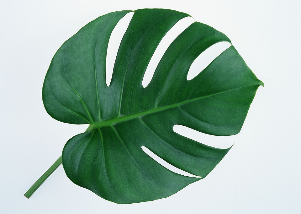 Big green leaf of Monstera plant isolated on white