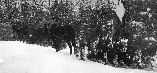 Historic Photo Cibola NF & NGs