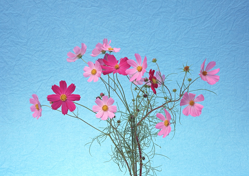 Cosmos flowers on blue background