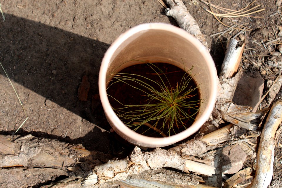 Seedling planting on Sandia RD
