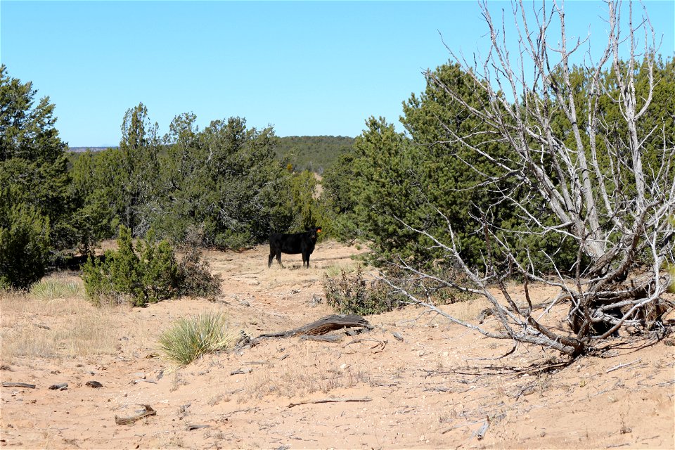Gallinas Mountains