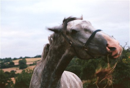 Horse photo